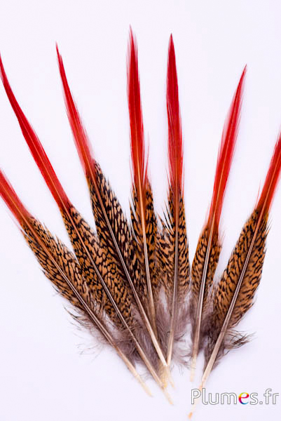 Faisan doré queue - 15-20 cm - rouge naturel